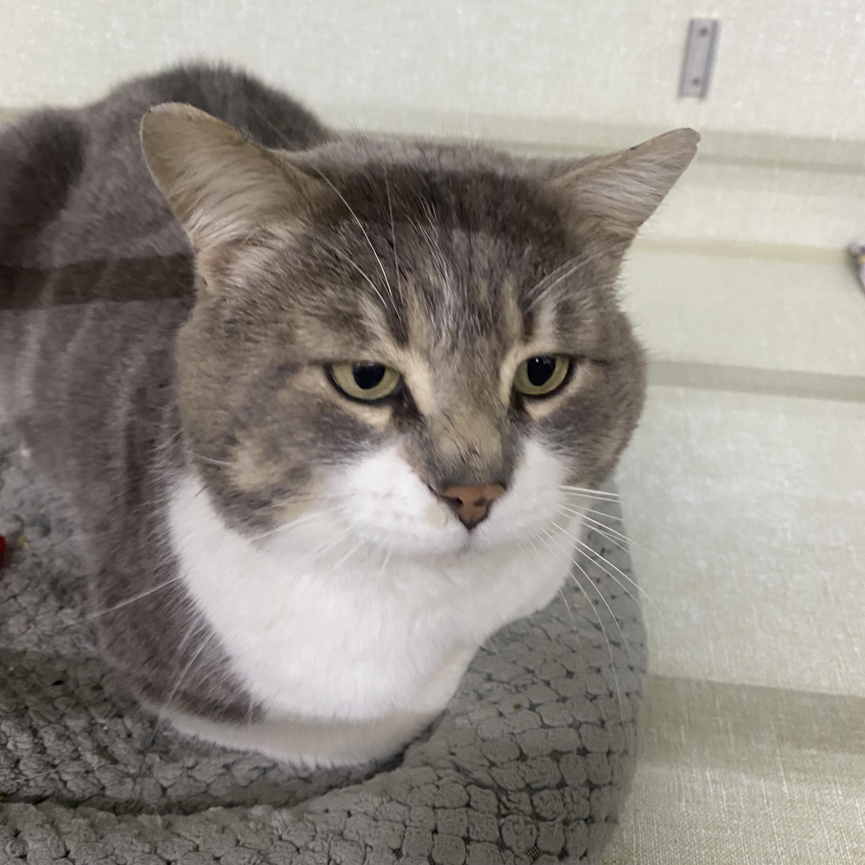 Mr. Rodgers, a ADOPTABLE Domestic Short Hair in Belleville, MI image 3/3