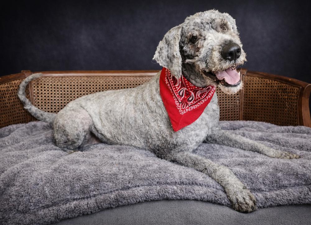 Beau, adopted, Adult Male Goldendoodle.