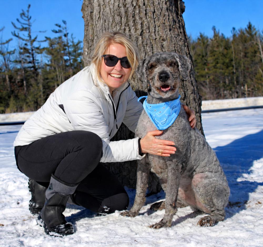 Enlarge Beau, an adopted Goldendoodle in Cheboygan, MI image 4/6