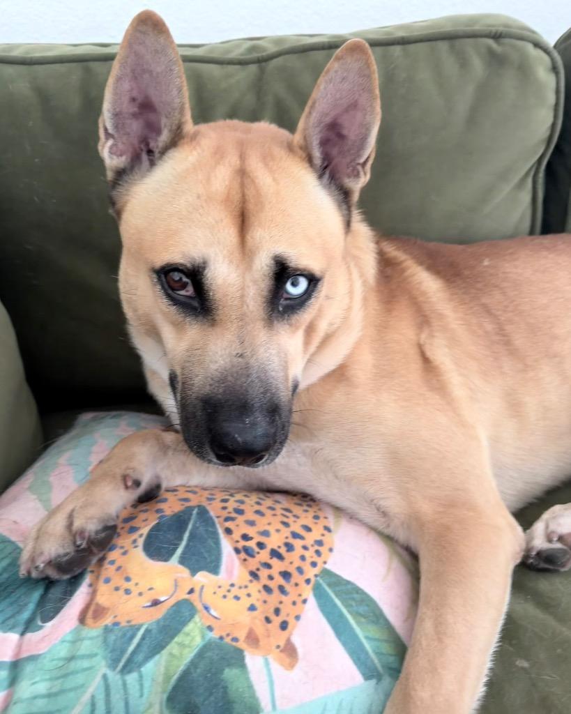 Angel, Adoptable, Young Male Shepherd.