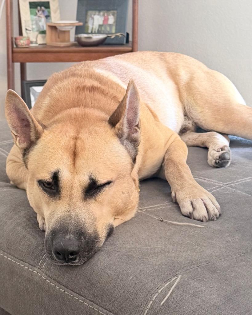 Enlarge Angel, a Adoptable Shepherd in Leander, TX image 2/2