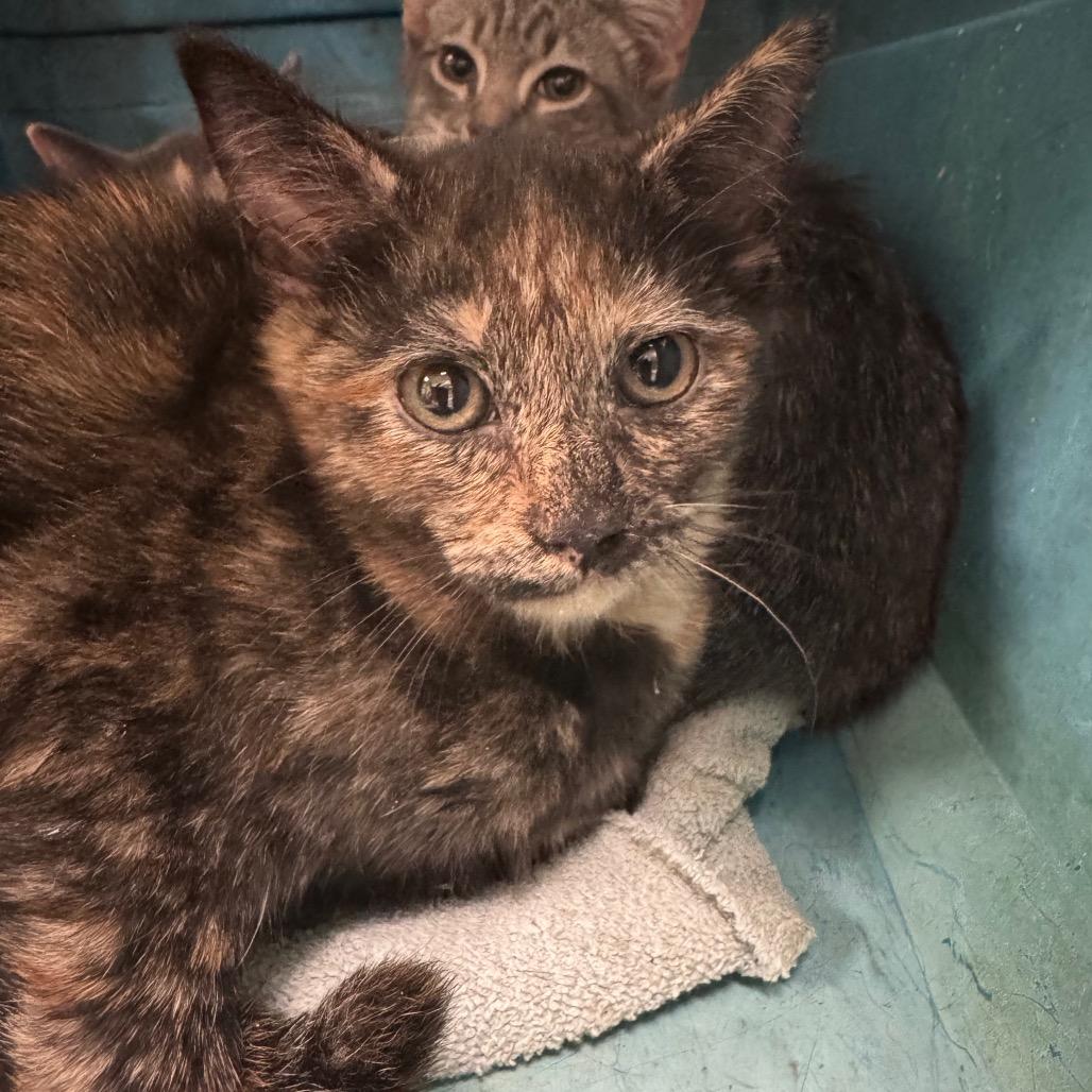 Pisces, Adoptable, Young Female Domestic Short Hair.