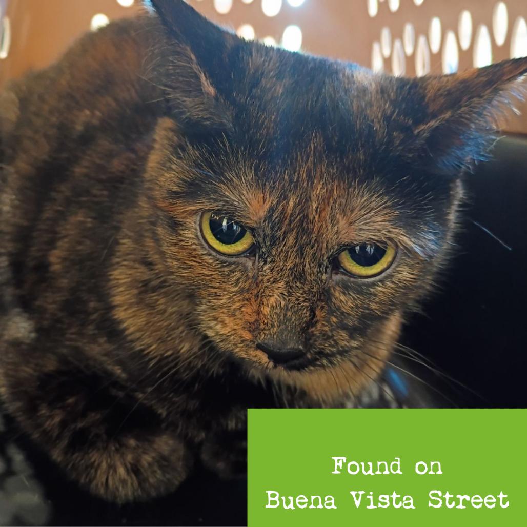 Pisces, a Adoptable Domestic Short Hair in Roanoke, VA image 2/4