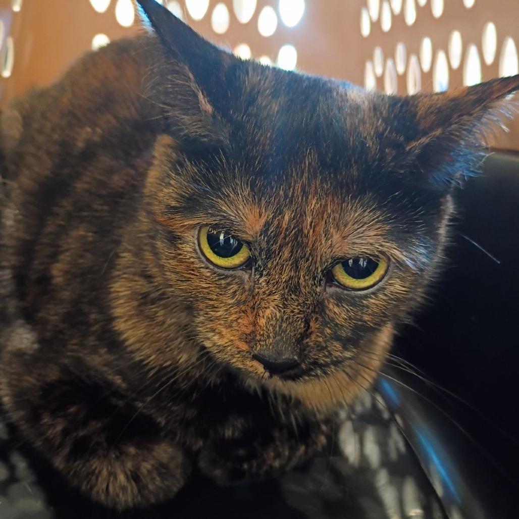 Pisces, a Adoptable Domestic Short Hair in Roanoke, VA image 3/4