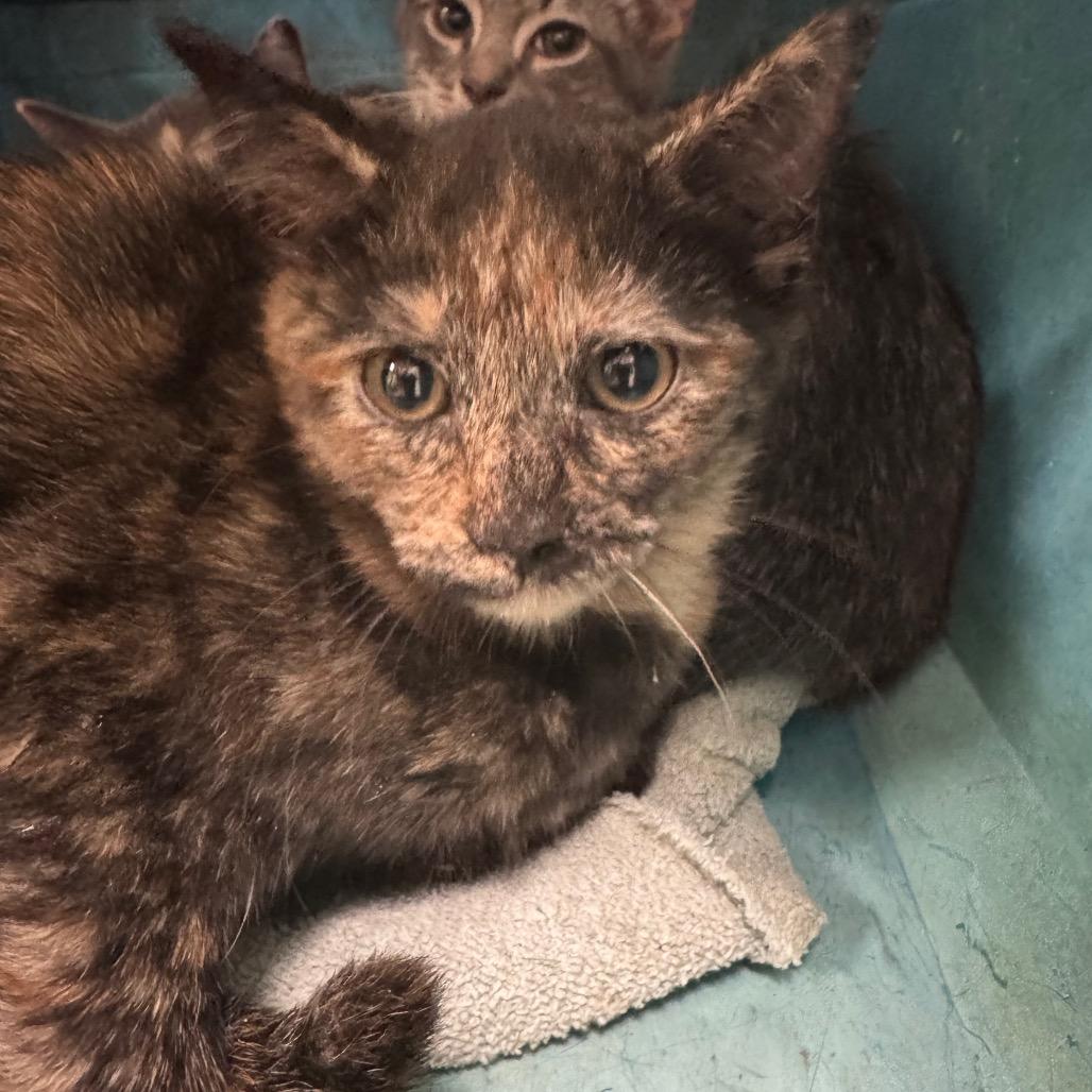 Pisces, a Adoptable Domestic Short Hair in Roanoke, VA image 4/4