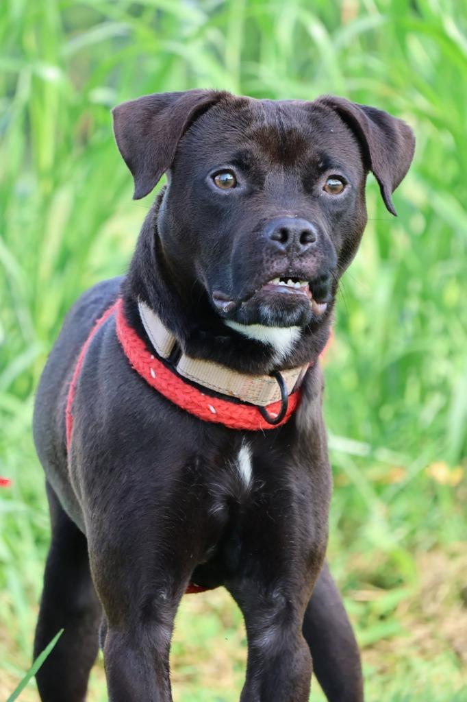 Enlarge Lamont, a Adoptable mixed breed in Columbia, TN image 1/5