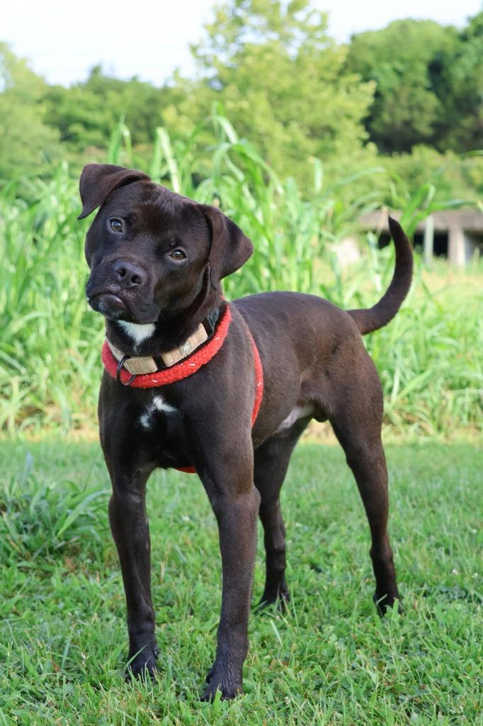 Enlarge Lamont, a Adoptable mixed breed in Columbia, TN image 2/5