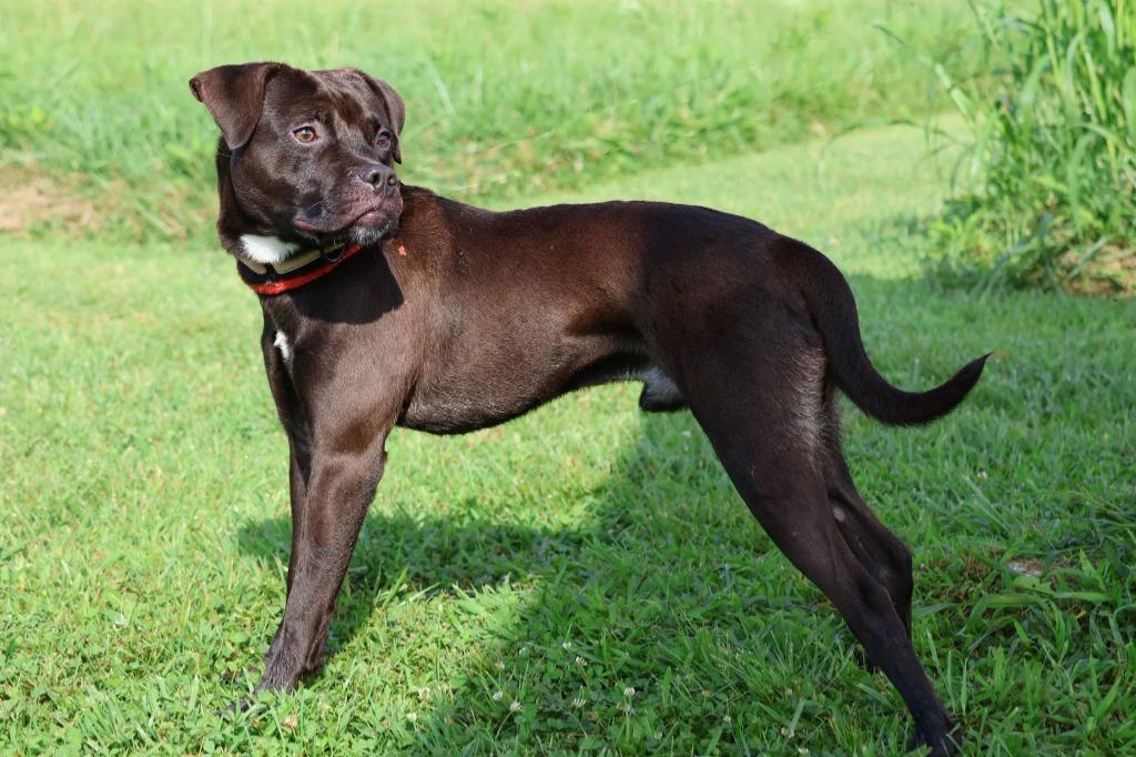 Enlarge Lamont, a Adoptable mixed breed in Columbia, TN image 3/5