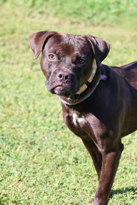 Enlarge Lamont, a Adoptable mixed breed in Columbia, TN image 4/5