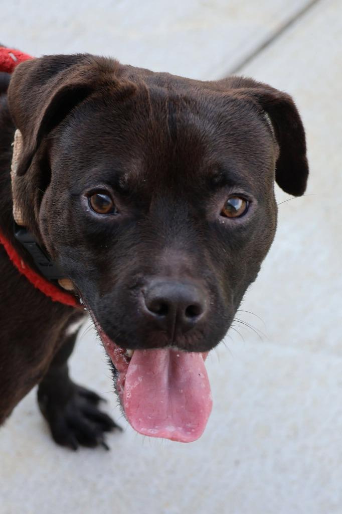 Enlarge Lamont, a Adoptable mixed breed in Columbia, TN image 5/5