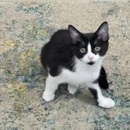 Milo, Adoptable, Young Male Domestic Short Hair.