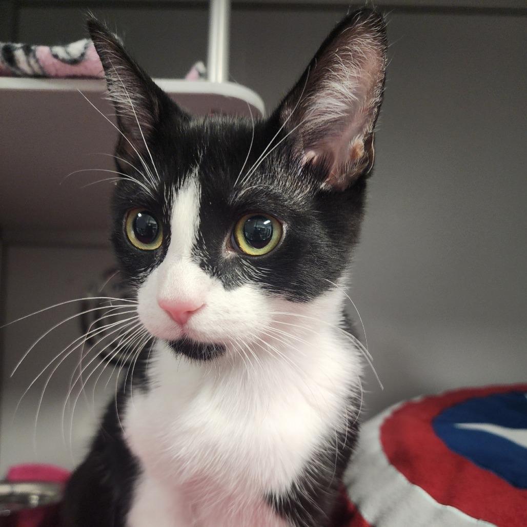 Enlarge Milo, a Adoptable Domestic Short Hair in Columbus, NC image 2/6