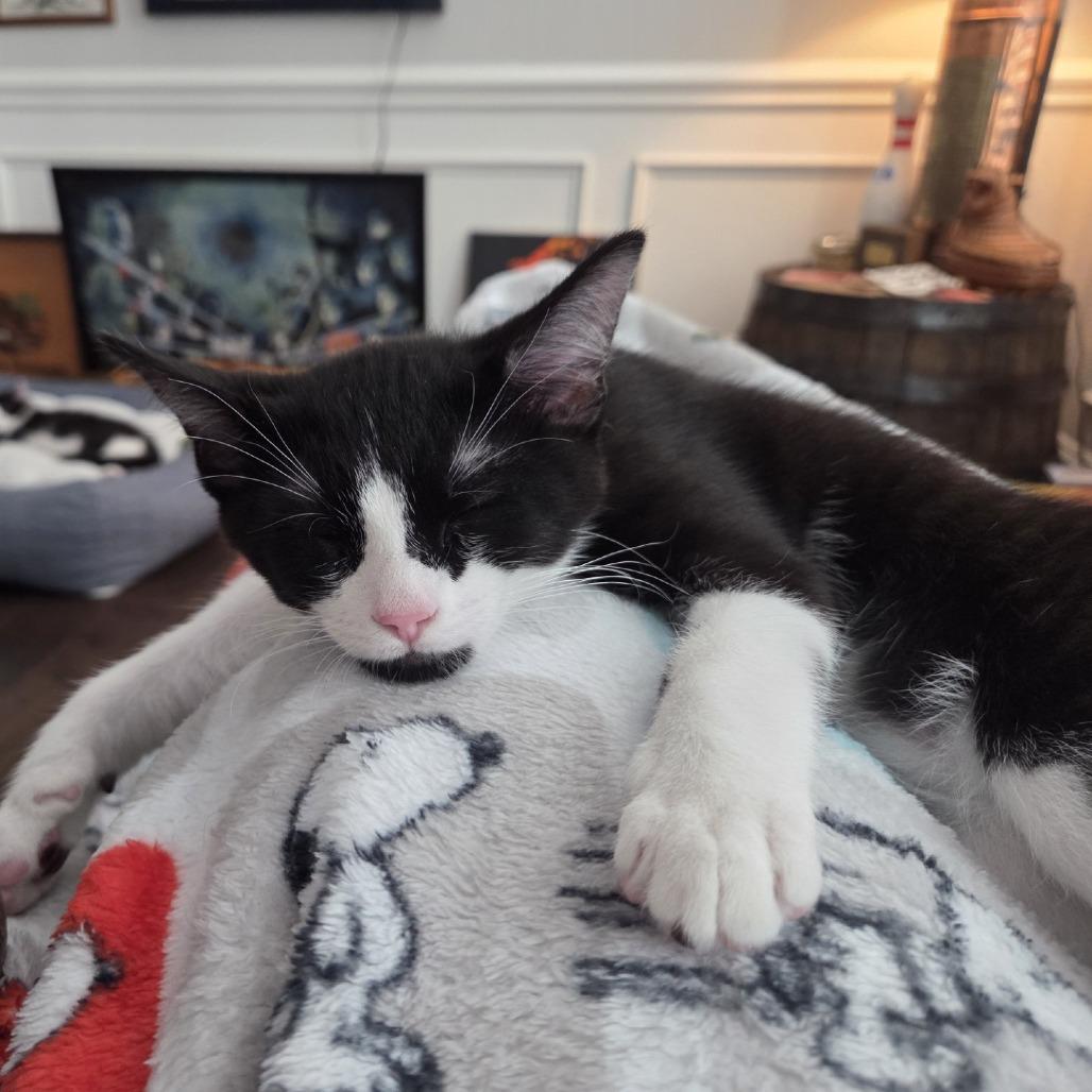 Enlarge Milo, a Adoptable Domestic Short Hair in Columbus, NC image 3/6