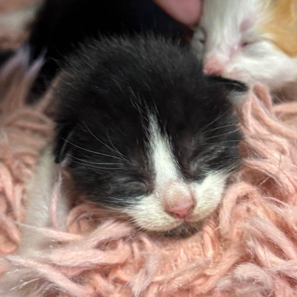 Enlarge Milo, a Adoptable Domestic Short Hair in Columbus, NC image 4/6