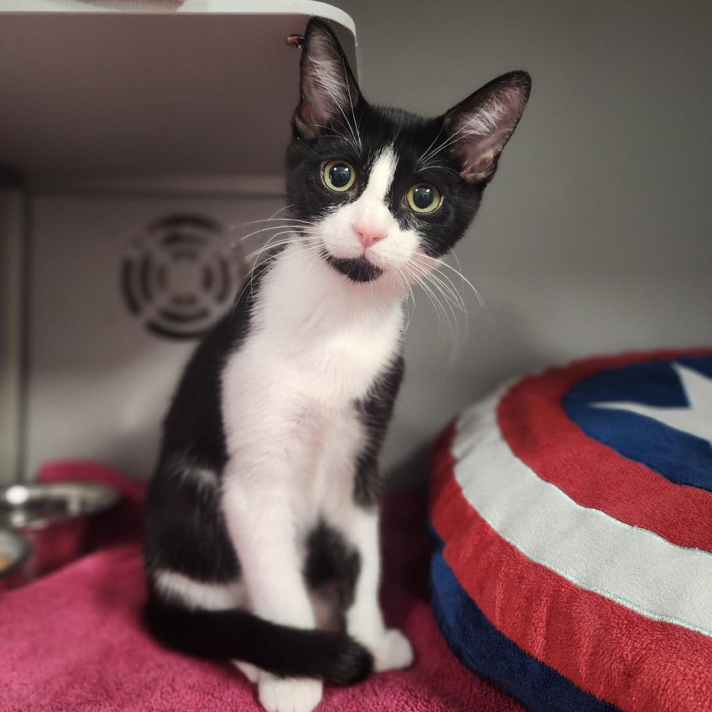 Enlarge Milo, a Adoptable Domestic Short Hair in Columbus, NC image 5/6