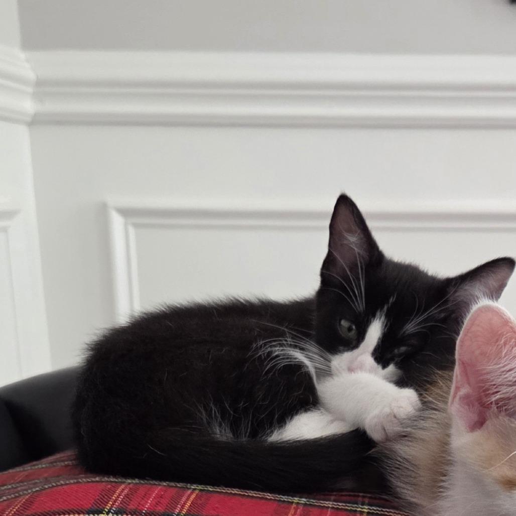 Enlarge Milo, a Adoptable Domestic Short Hair in Columbus, NC image 6/6