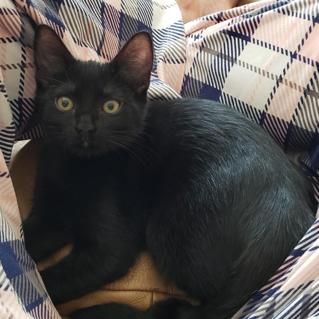 Legend, Adoptable, Kitten Female Domestic Short Hair.