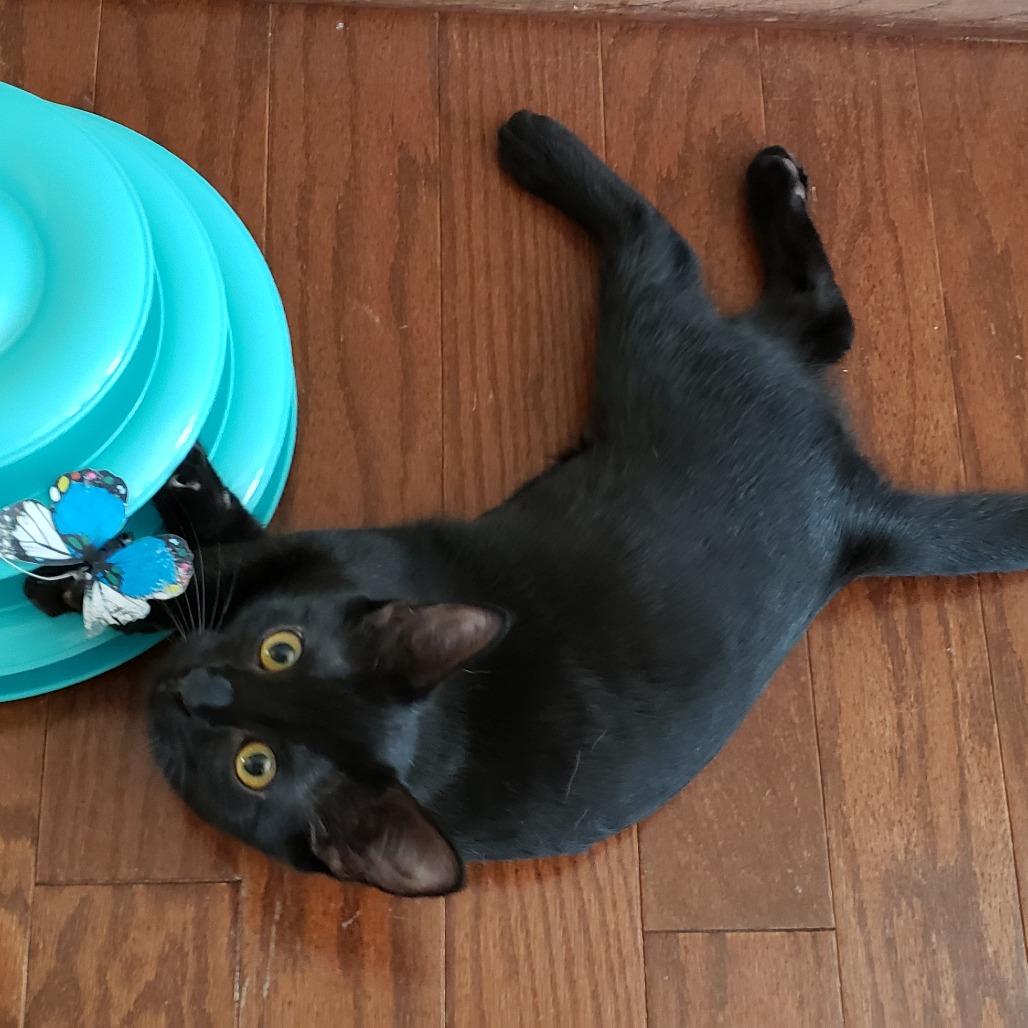 Enlarge Legend, a Adoptable Domestic Short Hair in Bulverde, TX image 2/6