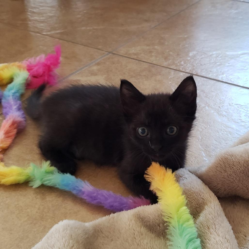 Enlarge Legend, a Adoptable Domestic Short Hair in Bulverde, TX image 3/6