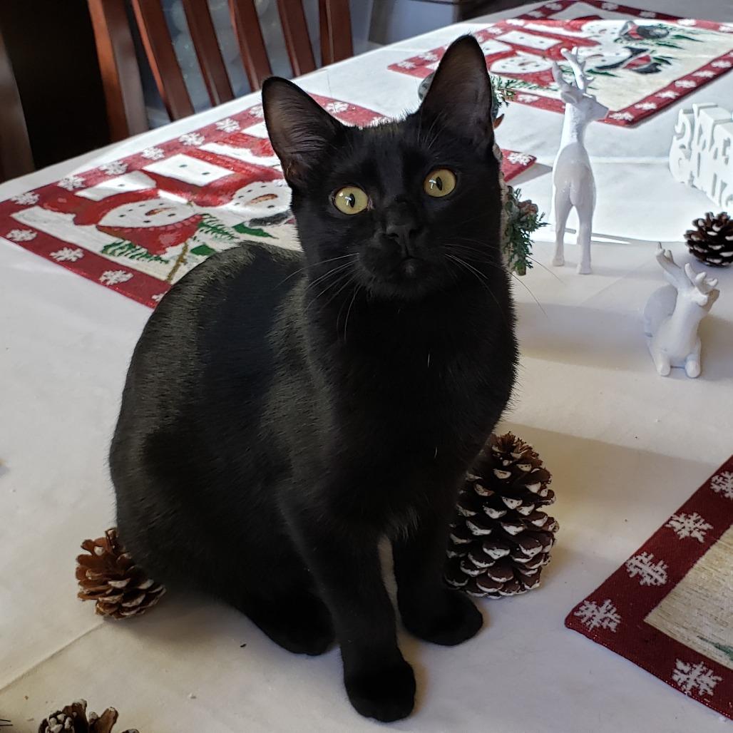 Enlarge Legend, a Adoptable Domestic Short Hair in Bulverde, TX image 4/6