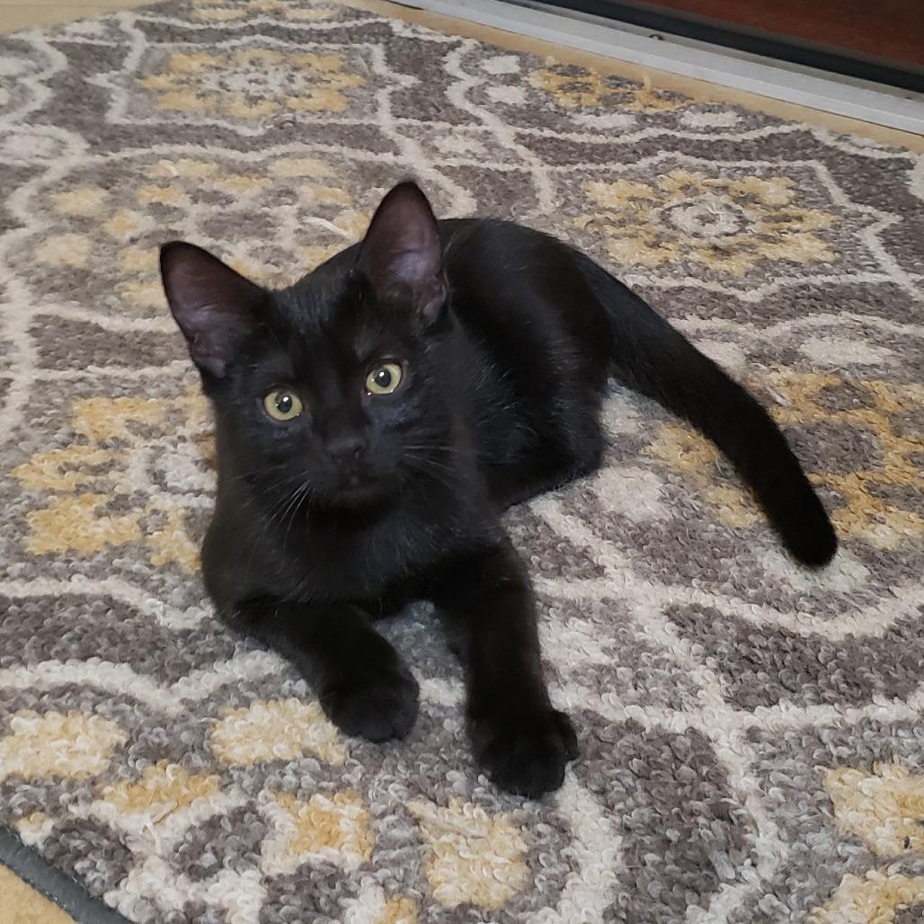 Enlarge Legend, a Adoptable Domestic Short Hair in Bulverde, TX image 5/6