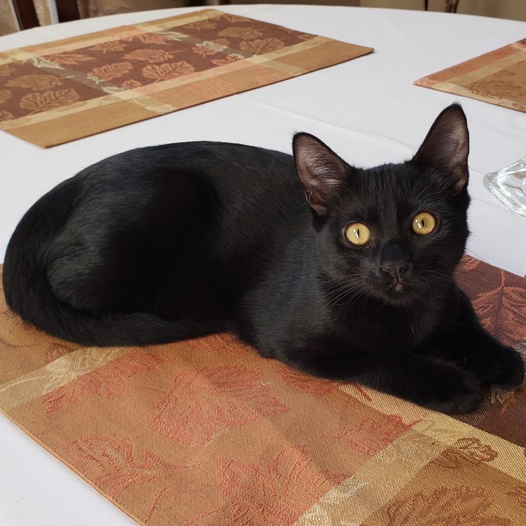 Enlarge Legend, a Adoptable Domestic Short Hair in Bulverde, TX image 6/6