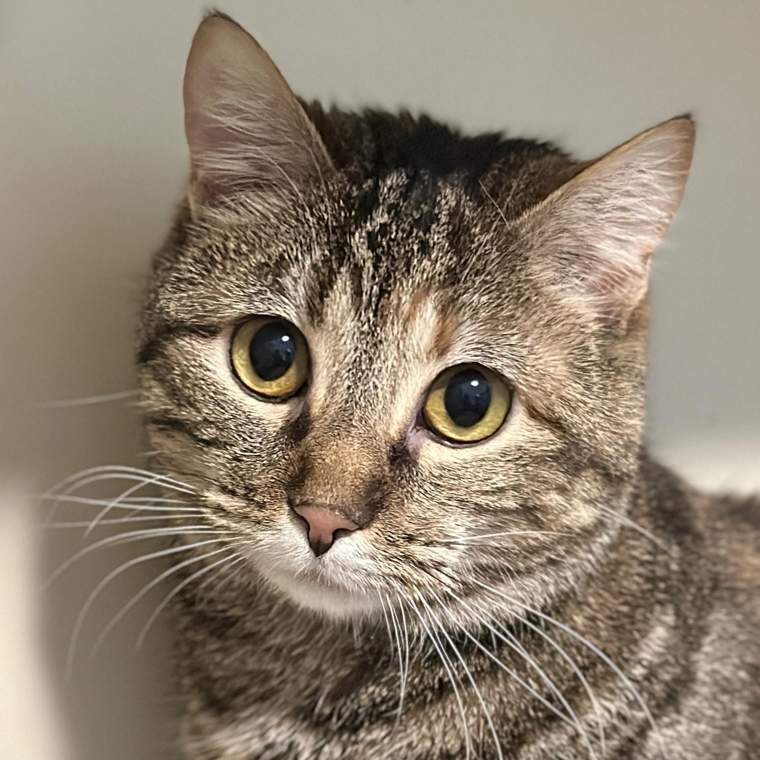 Jericho, ADOPTABLE, Adult Female Domestic Short Hair.