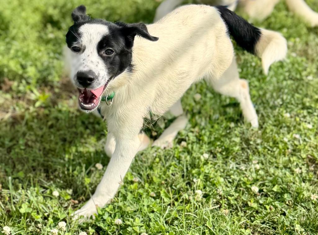 Enlarge Eliana, a Adoptable mixed breed in Hopkinsville, KY image 1/4
