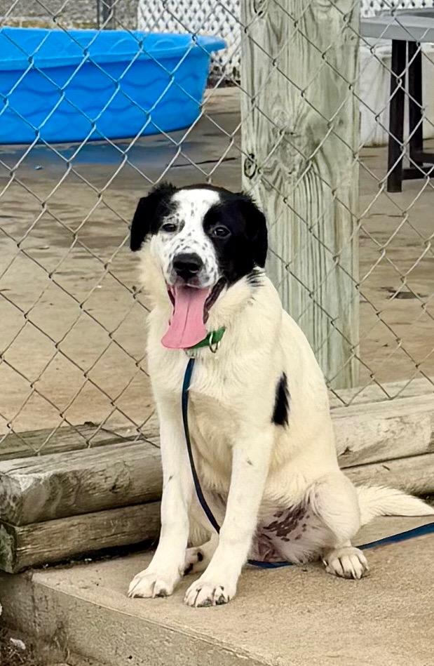 Enlarge Eliana, a Adoptable mixed breed in Hopkinsville, KY image 2/4
