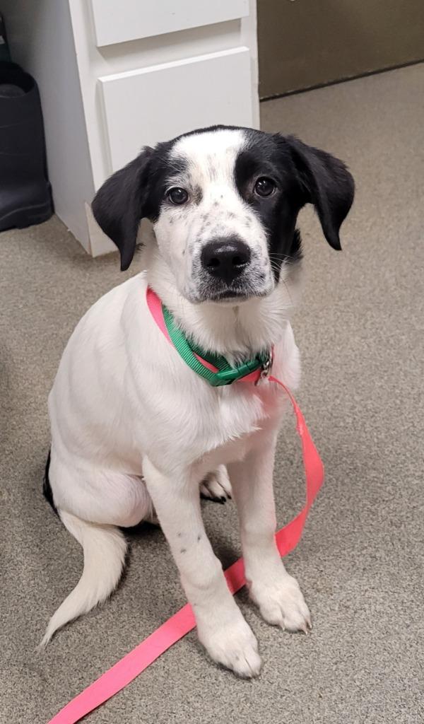 Enlarge Eliana, a Adoptable mixed breed in Hopkinsville, KY image 3/4