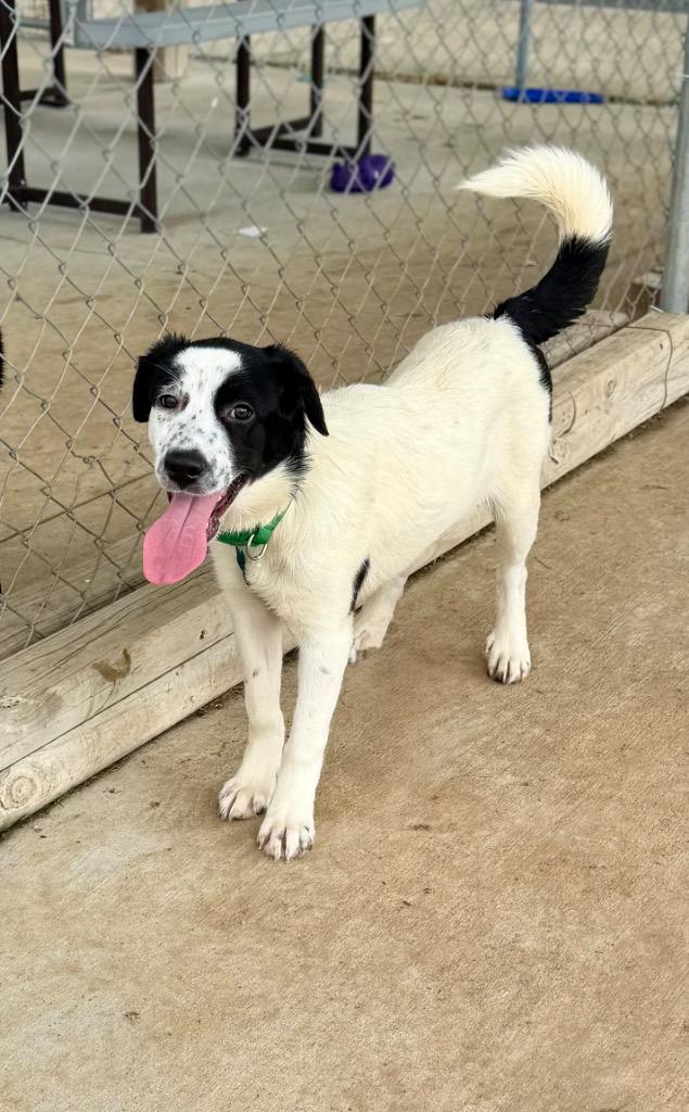 Enlarge Eliana, a Adoptable mixed breed in Hopkinsville, KY image 4/4