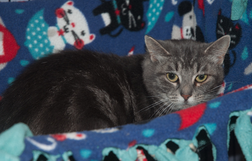 Enlarge Minnie, a Adoptable mixed breed in New Martinsville, WV image 1/6