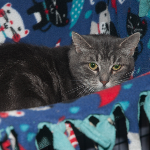 Enlarge Minnie, a Adoptable mixed breed in New Martinsville, WV image 2/6