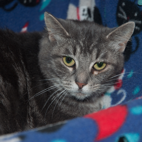 Enlarge Minnie, a Adoptable mixed breed in New Martinsville, WV image 3/6