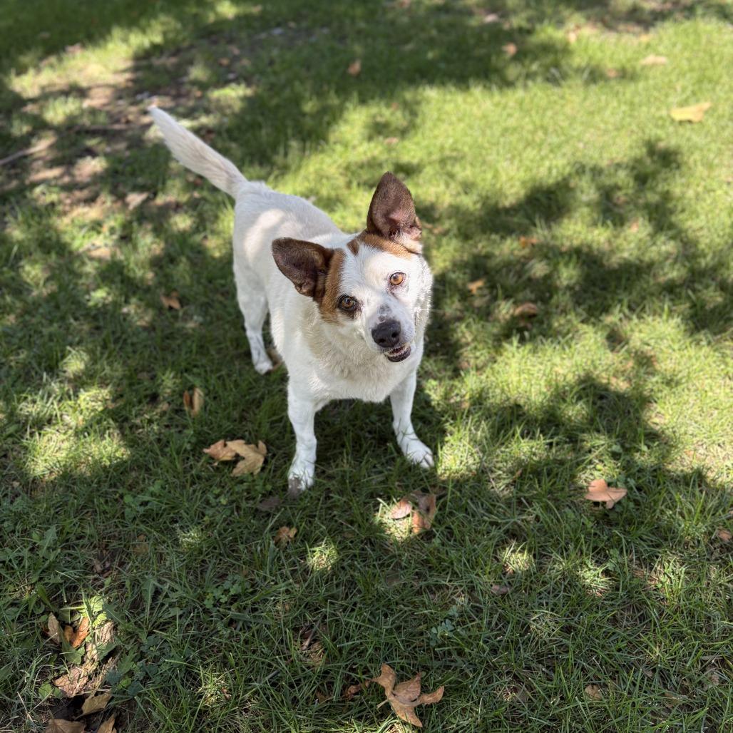 Bill, Adoptable, Adult Male Cattle Dog.
