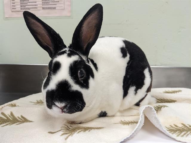 Enlarge ALPINE*, a Adoptable mixed breed in Santa Cruz, CA image 1/1
