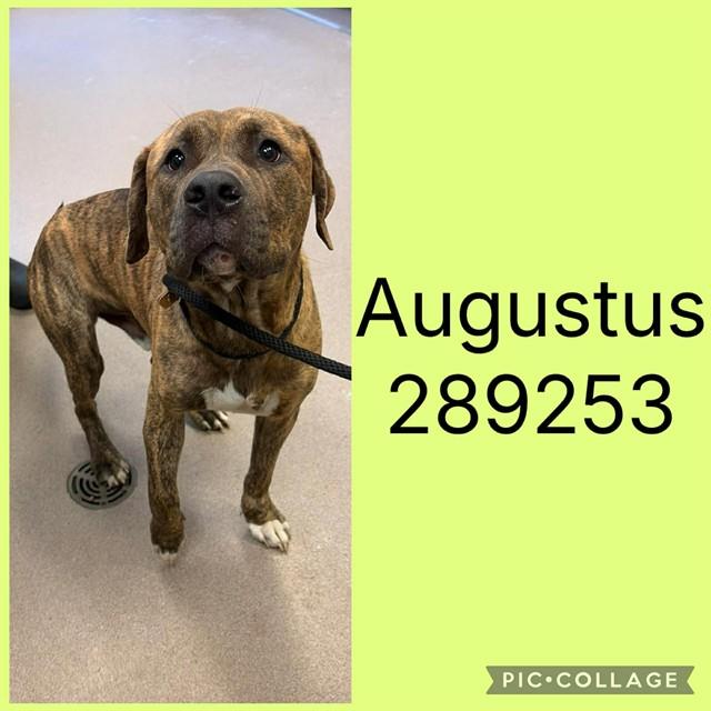 AUGUSTUS, Adoptable, Young Male Mixed Breed.