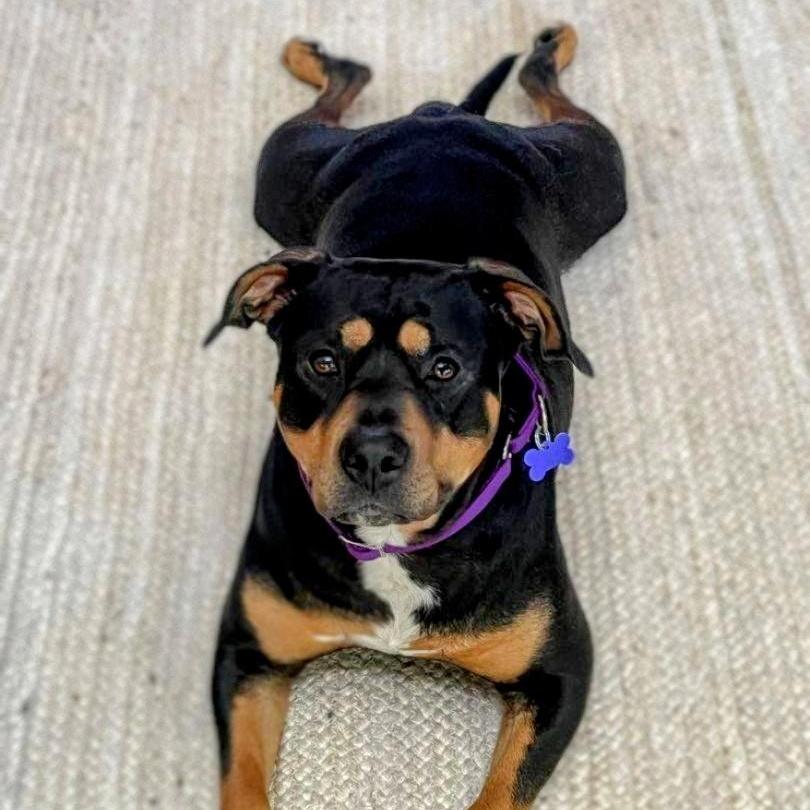 Enlarge Thelma, smart & adventurous Rottie-Lab beauty, a Adoptable mixed breed in Bonney Lake, WA image 6/6