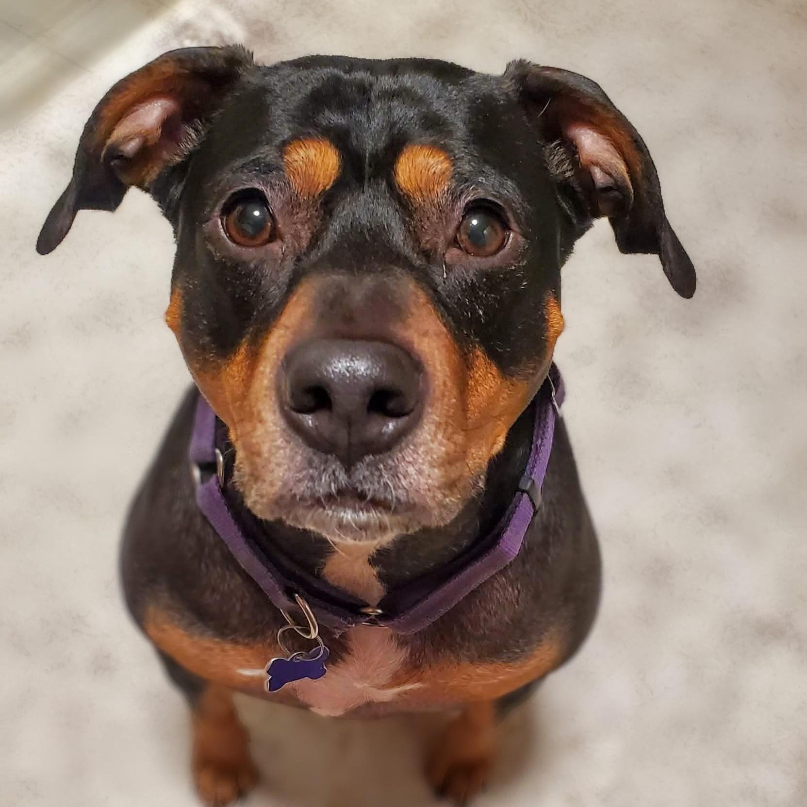 Enlarge Thelma, smart & adventurous Rottie-Lab beauty, a Adoptable mixed breed in Bonney Lake, WA image 1/6