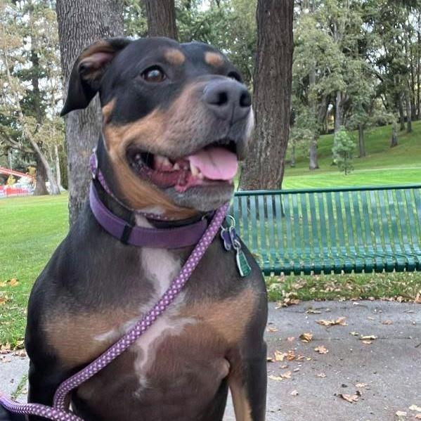 Enlarge Thelma, smart & adventurous Rottie-Lab beauty, a Adoptable mixed breed in Bonney Lake, WA image 3/6
