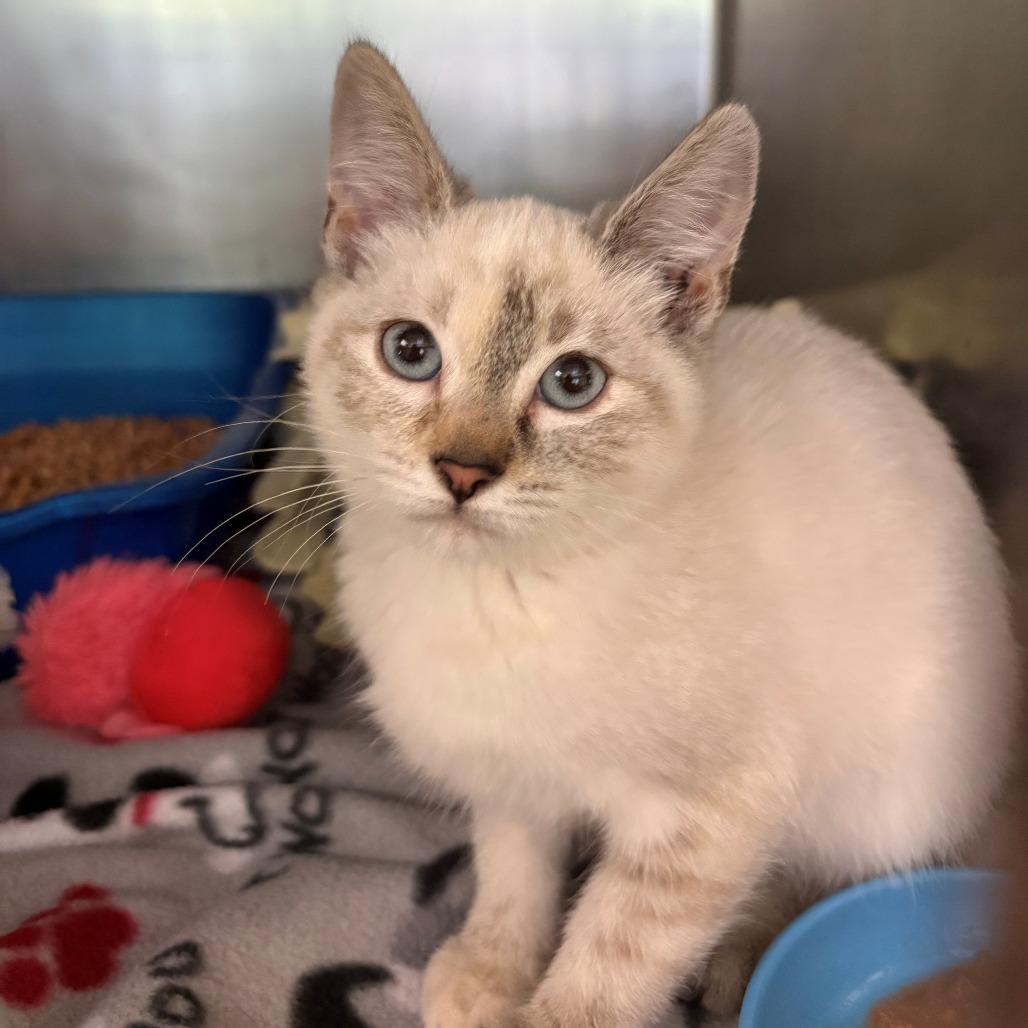 Venus, Adoptable, Kitten Female Siamese.