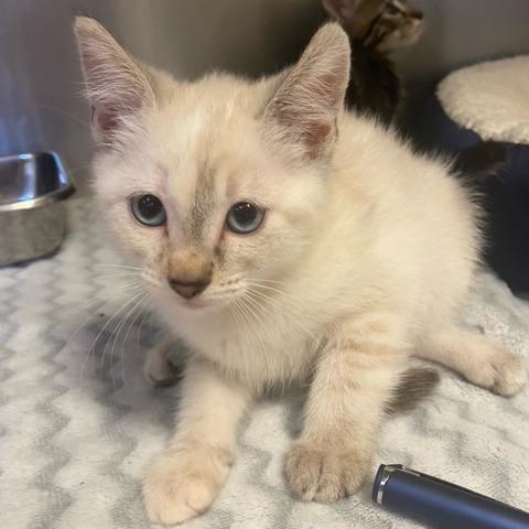 Enlarge Venus, a Adoptable Siamese in Chehalis, WA image 2/2