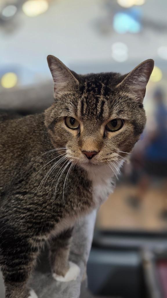 Ollie (Oliver), Adoptable, Senior Male Domestic Short Hair.