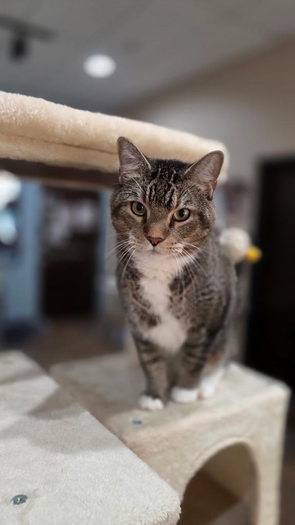 Enlarge Ollie (Oliver), a Adoptable mixed breed in Cottonwood, AZ image 2/4