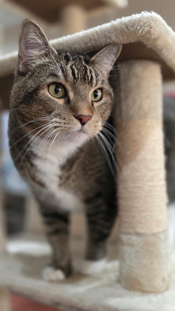 Enlarge Ollie (Oliver), a Adoptable mixed breed in Cottonwood, AZ image 3/4