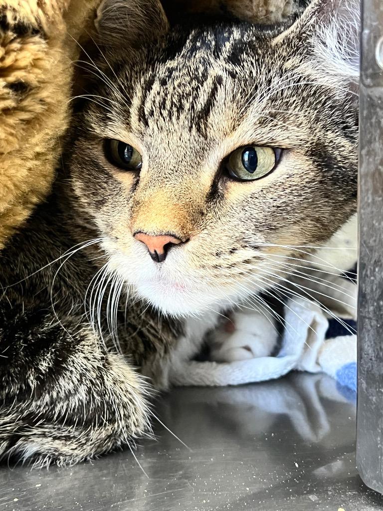 Enlarge Ollie (Oliver), a Adoptable mixed breed in Cottonwood, AZ image 4/4