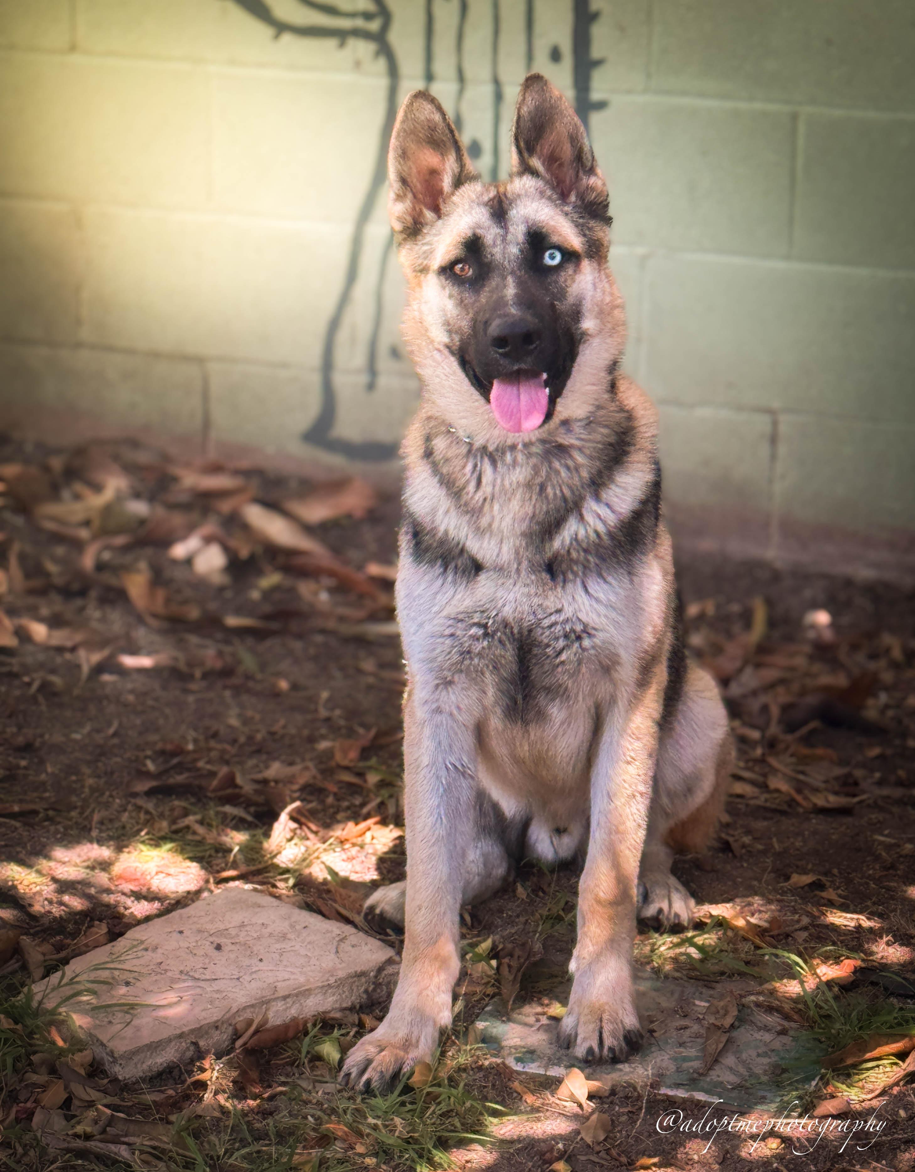 Enlarge Colton URGENT, a ADOPTABLE mixed breed in Rancho Palos Verdes, CA image 5/6