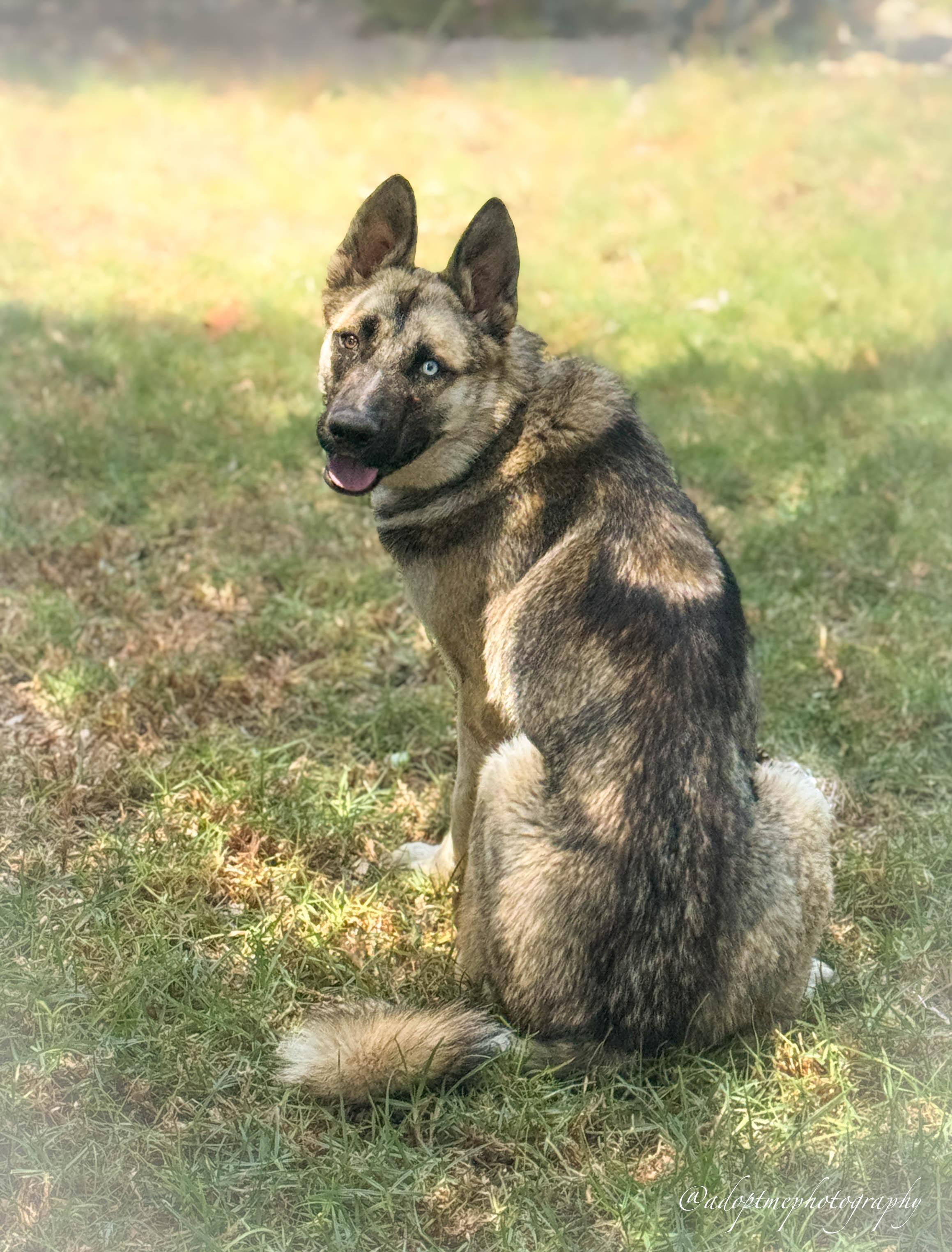 Enlarge Colton URGENT, a ADOPTABLE mixed breed in Rancho Palos Verdes, CA image 3/6