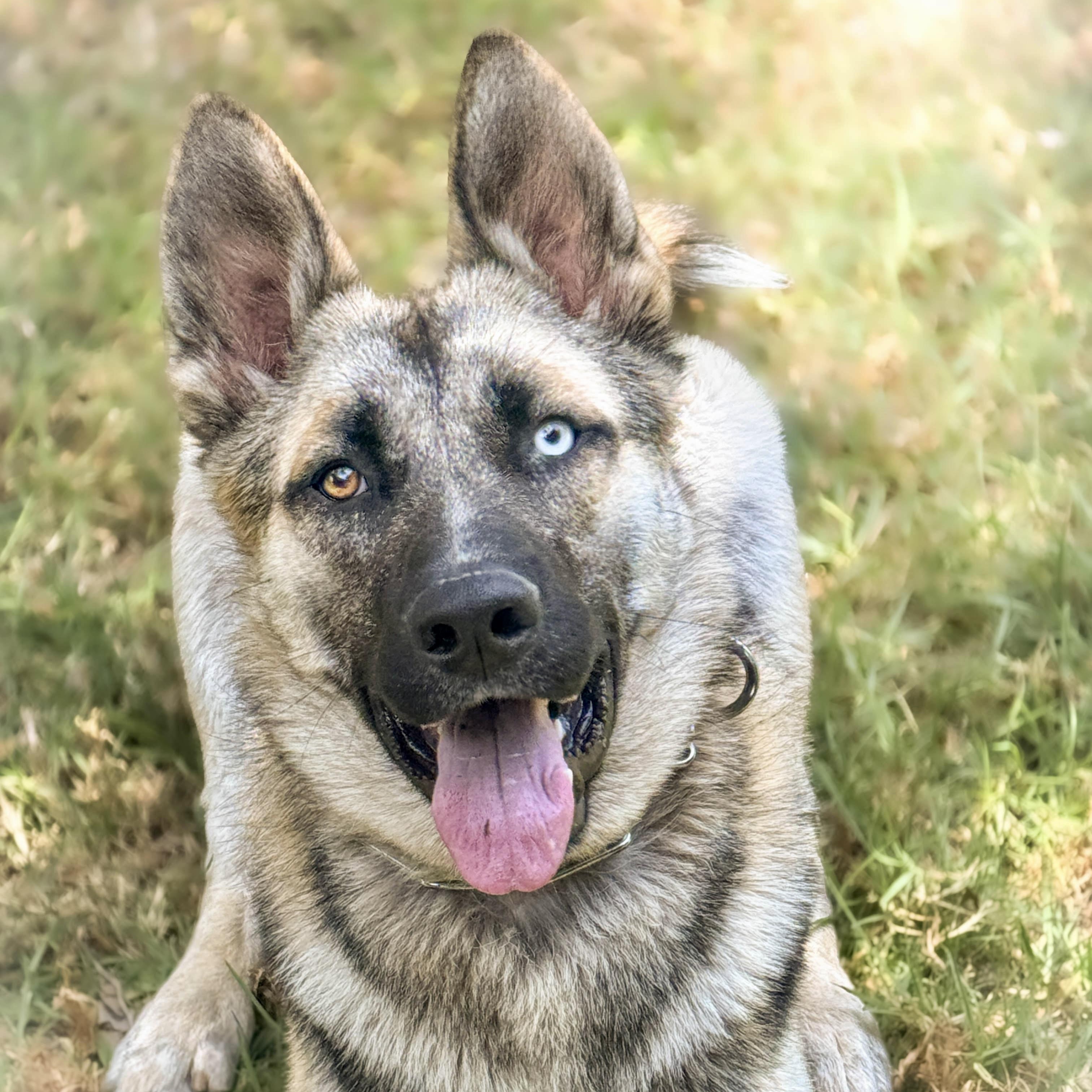 Enlarge Colton URGENT, a ADOPTABLE mixed breed in Rancho Palos Verdes, CA image 1/6