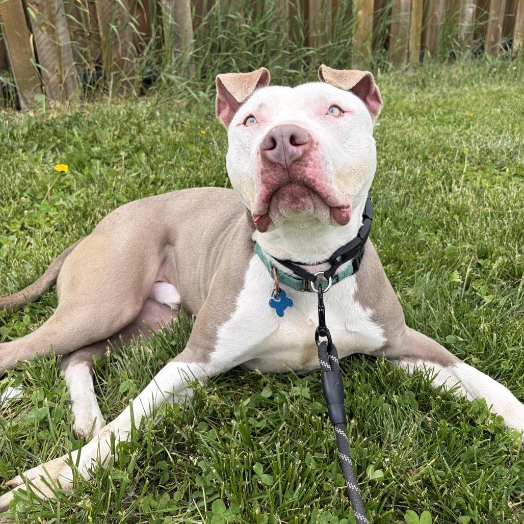 Atlas, Adoptable, Adult Male Terrier.